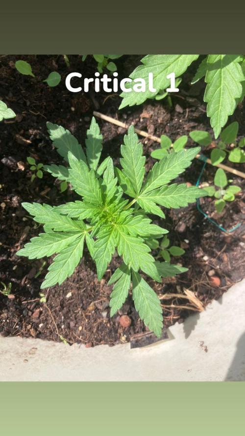 5 Auto Strains Outdoor Sommer 26. Week 5