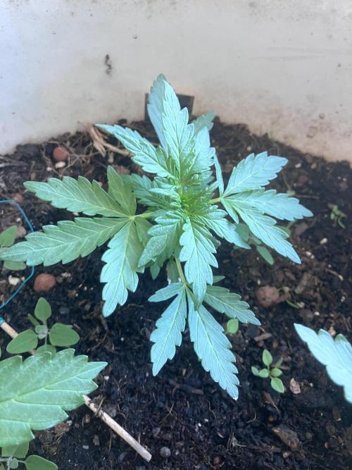 5 Auto Strains Outdoor Sommer 26. Week 5
