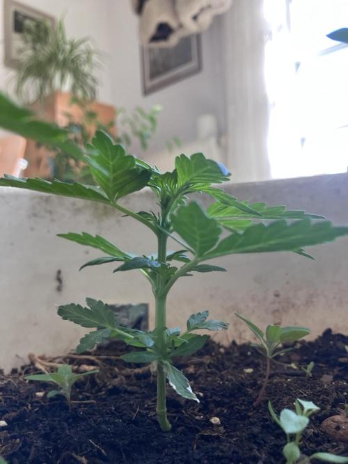5 Auto Strains Outdoor Sommer 26. Week 5