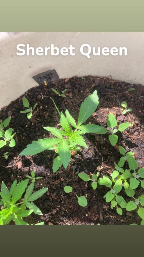 5 Auto Strains Outdoor Sommer 26. Week 5