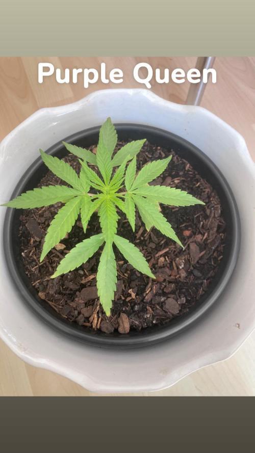 5 Auto Strains Outdoor Sommer 26. Week 5