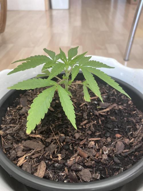 5 Auto Strains Outdoor Sommer 26. Week 5