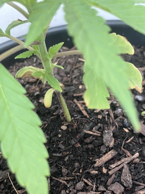 5 Auto Strains Outdoor Sommer 26. Week 5