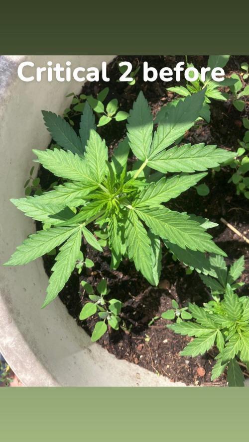 5 Auto Strains Outdoor Sommer 26. Week 5