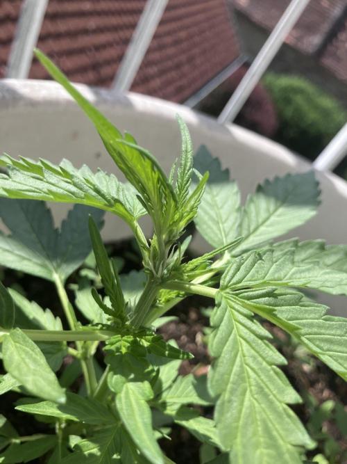5 Auto Strains Outdoor Sommer 26. Week 5