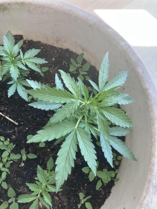5 Auto Strains Outdoor Sommer 26. Week 5