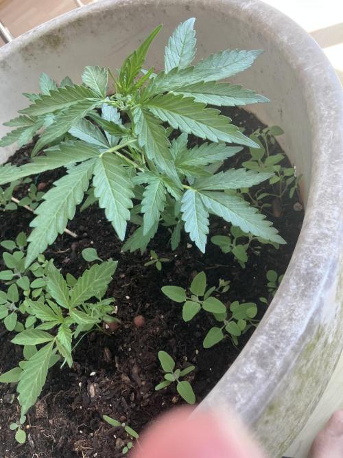 5 Auto Strains Outdoor Sommer 26. Week 5
