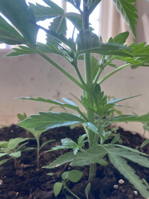5 Auto Strains Outdoor Sommer 26. Week 5