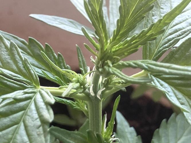5 Auto Strains Outdoor Sommer 26. Week 5
