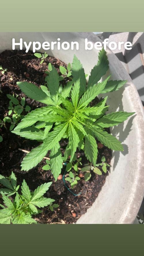 5 Auto Strains Outdoor Sommer 26. Week 5