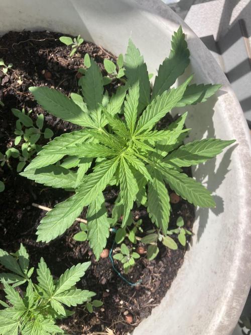 5 Auto Strains Outdoor Sommer 26. Week 5