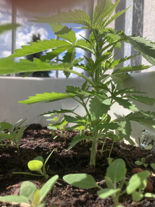 5 Auto Strains Outdoor Sommer 26. Week 5