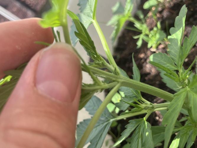 5 Auto Strains Outdoor Sommer 26. Week 5