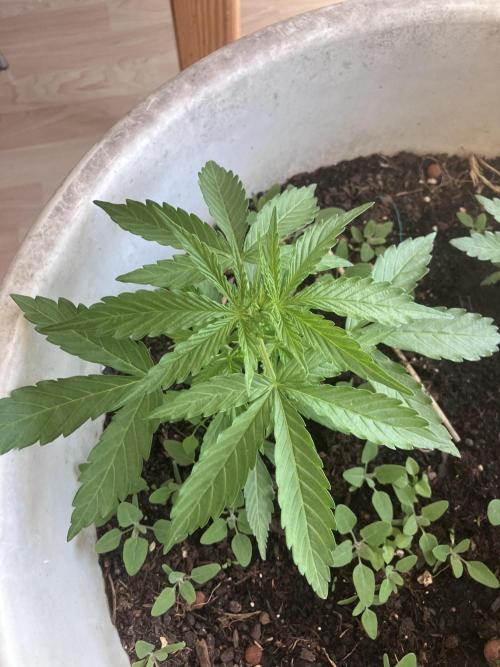 5 Auto Strains Outdoor Sommer 26. Week 5
