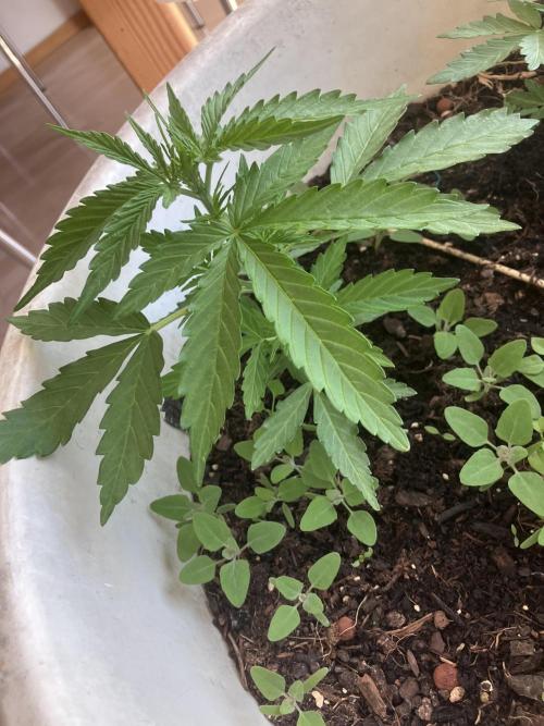 5 Auto Strains Outdoor Sommer 26. Week 5