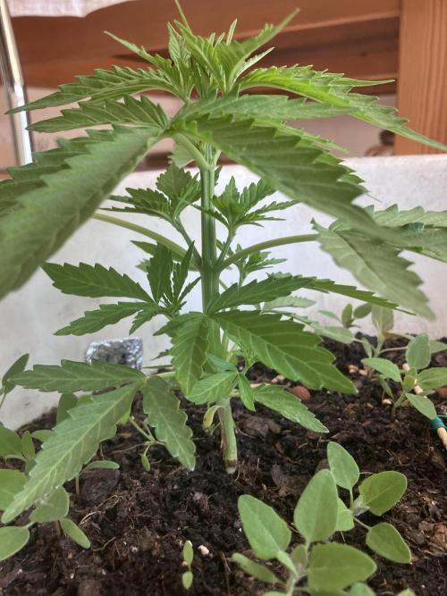 5 Auto Strains Outdoor Sommer 26. Week 5