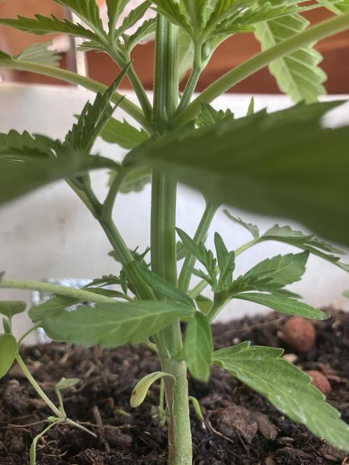 5 Auto Strains Outdoor Sommer 26. Week 5