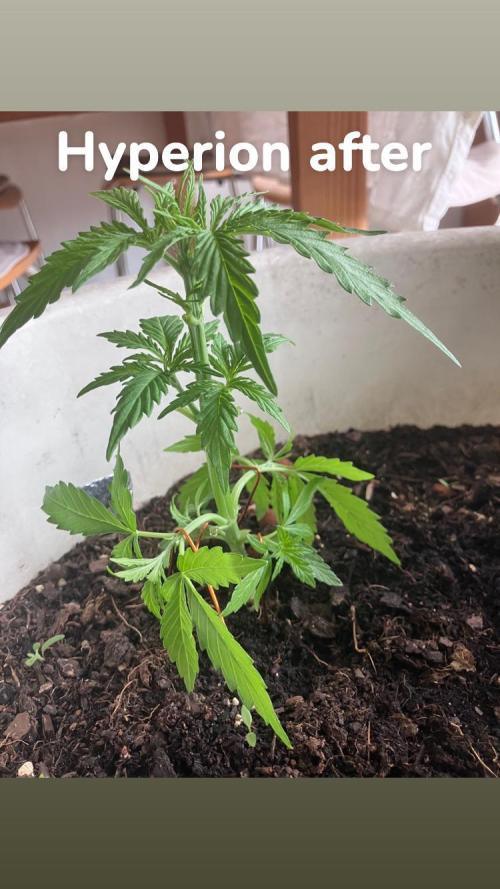 5 Auto Strains Outdoor Sommer 26. Week 5