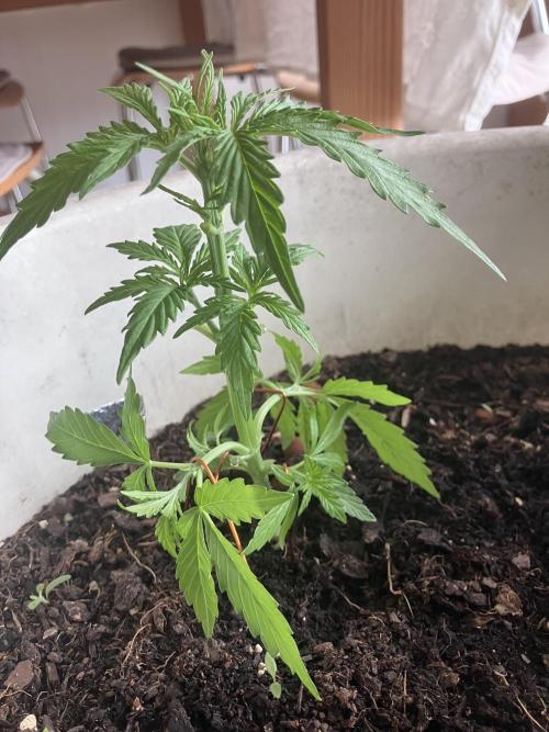 5 Auto Strains Outdoor Sommer 26. Week 5