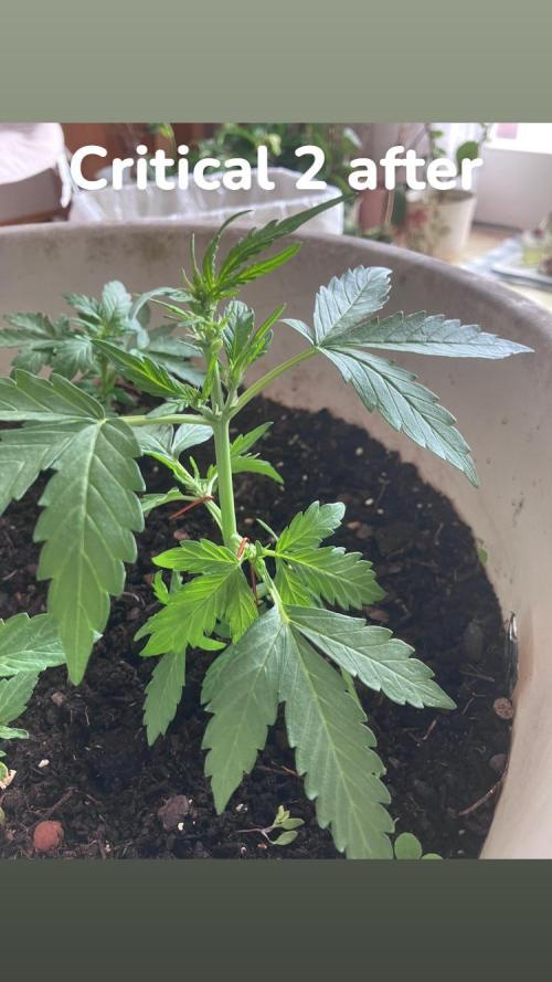 5 Auto Strains Outdoor Sommer 26. Week 5