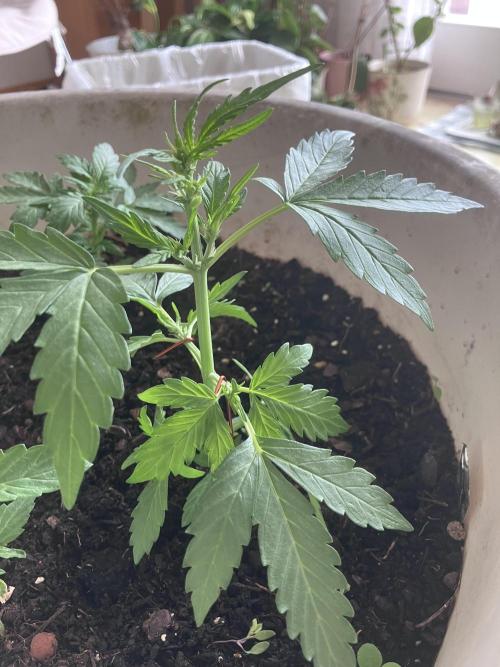 5 Auto Strains Outdoor Sommer 26. Week 5