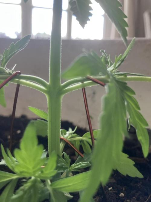 5 Auto Strains Outdoor Sommer 26. Week 5