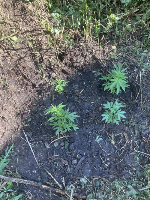 5 Auto Strains Outdoor Sommer 26. Week 6