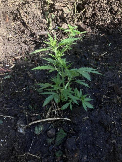 5 Auto Strains Outdoor Sommer 26. Week 6