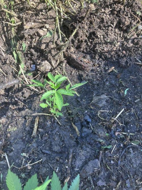 5 Auto Strains Outdoor Sommer 26. Week 6
