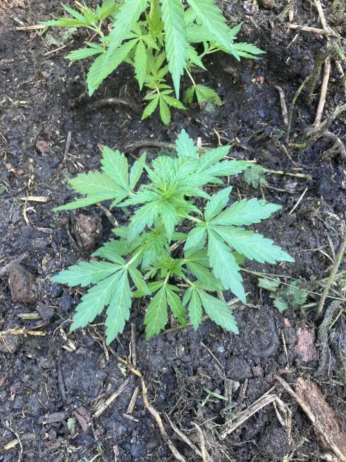5 Auto Strains Outdoor Sommer 26. Week 6