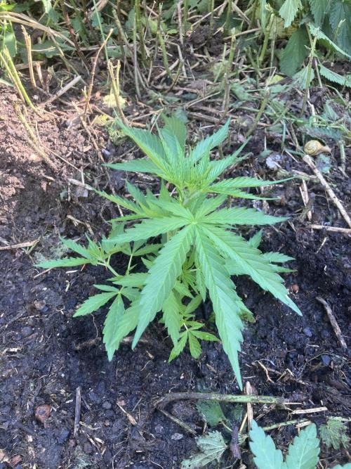 5 Auto Strains Outdoor Sommer 26. Week 6