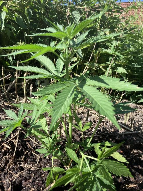 5 Auto Strains Outdoor Sommer 26. Week 7