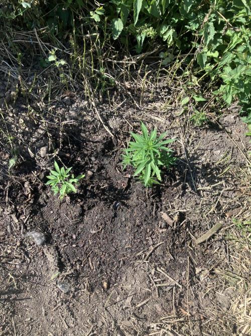 5 Auto Strains Outdoor Sommer 26. Week 7