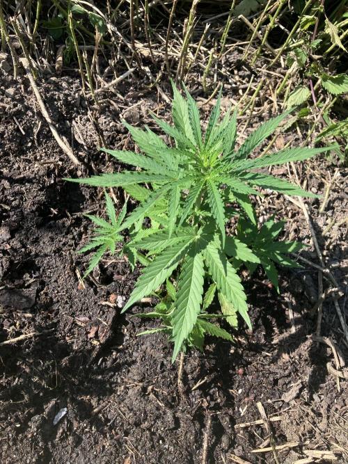5 Auto Strains Outdoor Sommer 26. Week 7