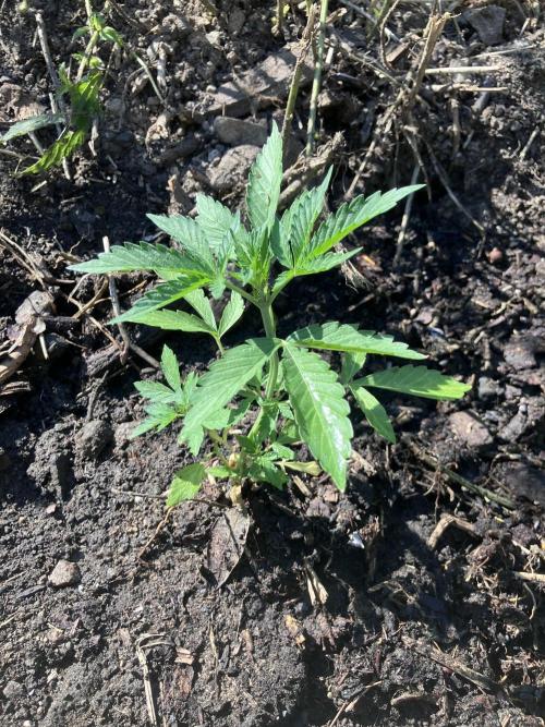 5 Auto Strains Outdoor Sommer 26. Week 7