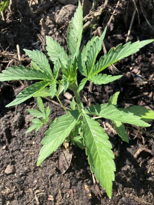 5 Auto Strains Outdoor Sommer 26. Week 7