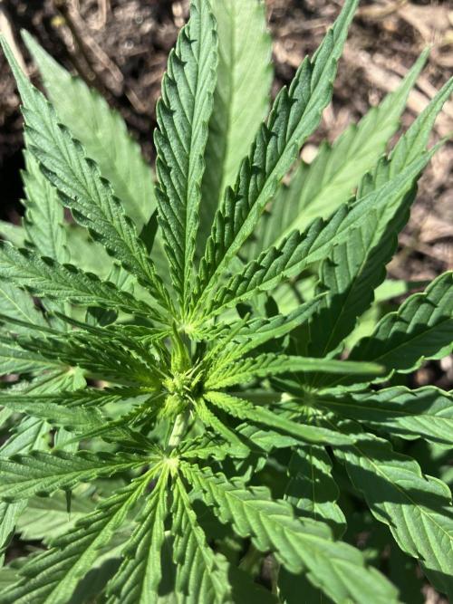 5 Auto Strains Outdoor Sommer 26. Week 7