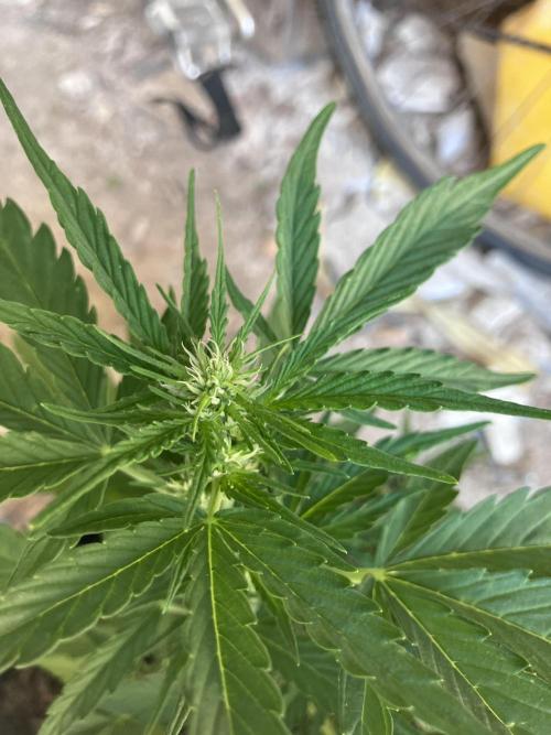 5 Auto Strains Outdoor Sommer 26. Week 7