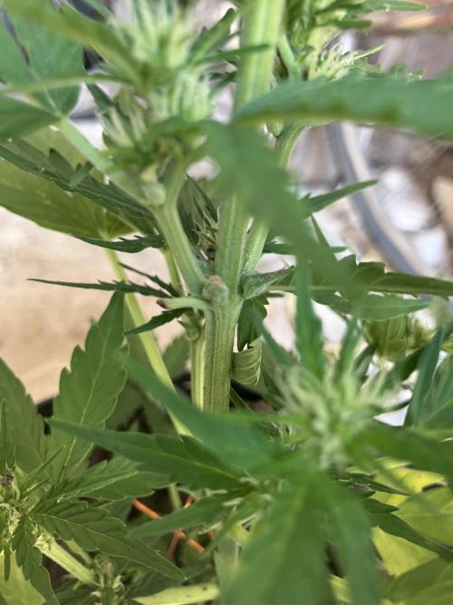 5 Auto Strains Outdoor Sommer 26. Week 7