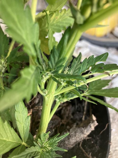 5 Auto Strains Outdoor Sommer 26. Week 7