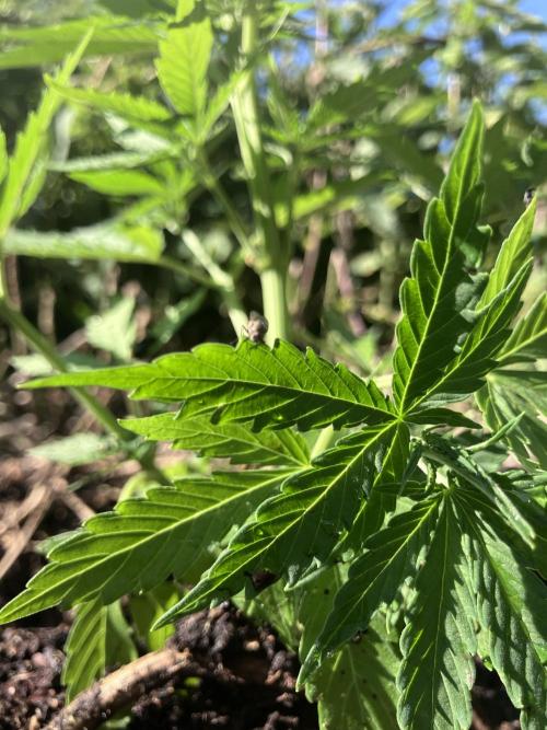 5 Auto Strains Outdoor Sommer 26. Week 7