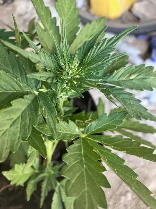 5 Auto Strains Outdoor Sommer 26. Week 7