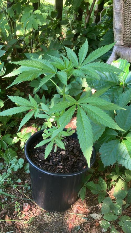 5 Auto Strains Outdoor Sommer 26. Week 7
