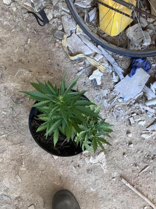 5 Auto Strains Outdoor Sommer 26. Week 7