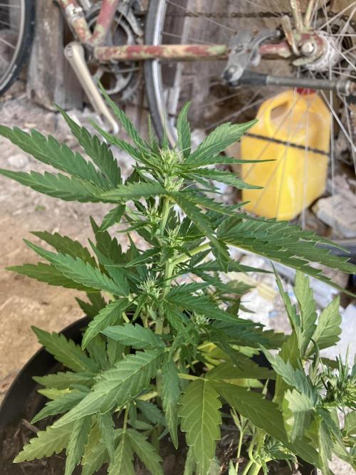5 Auto Strains Outdoor Sommer 26. Week 7