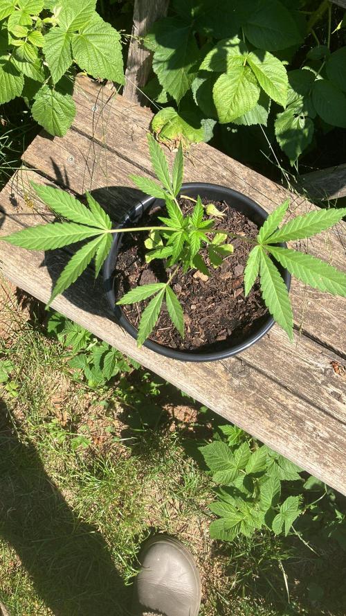 5 Auto Strains Outdoor Sommer 26. Week 7