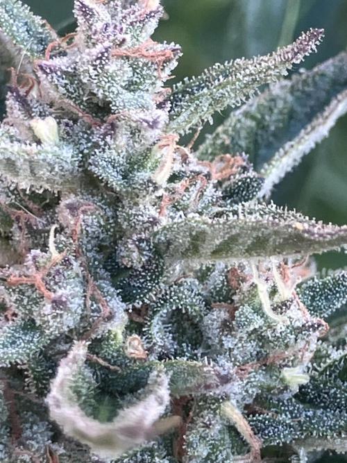 5 Auto Strains Outdoor Sommer 26. Week 13