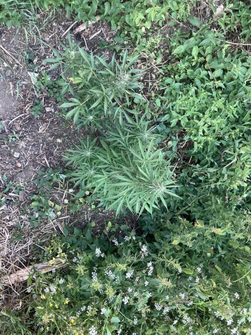 5 Auto Strains Outdoor Sommer 26. Week 13