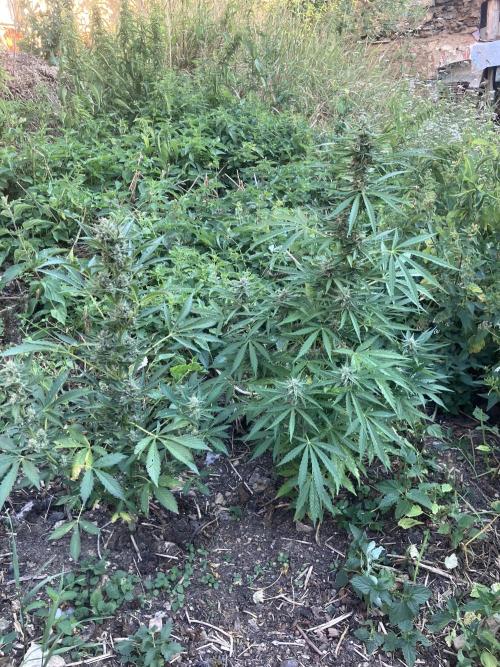 5 Auto Strains Outdoor Sommer 26. Week 13