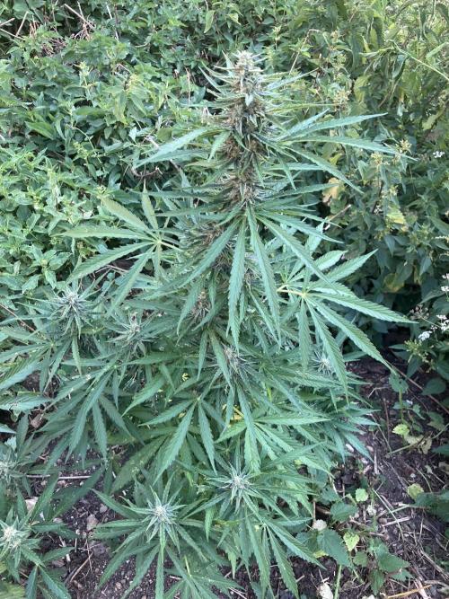 5 Auto Strains Outdoor Sommer 26. Week 13